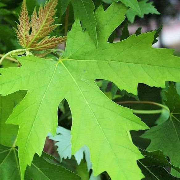 Silver Maple Silver Maple Trees For Sale Plantingtree