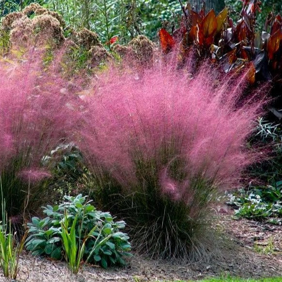 Image of Pink muhly