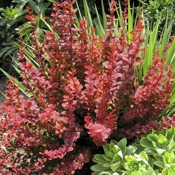 Image of Juniper companion plant for orange rocket barberry