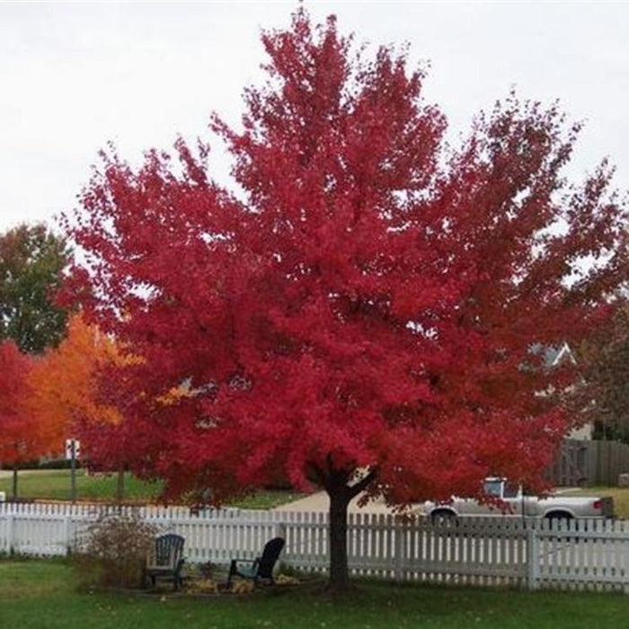 red sunset maple old