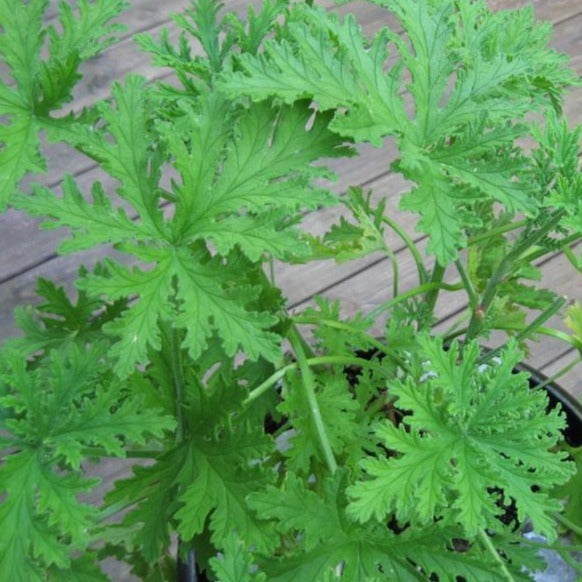 Citronella Plant Mosquito Plant for Sale PlantingTree