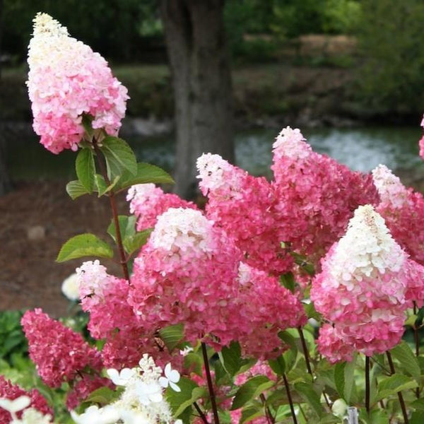 Image of Azaleas as vanilla strawberry hydrangea companion plant