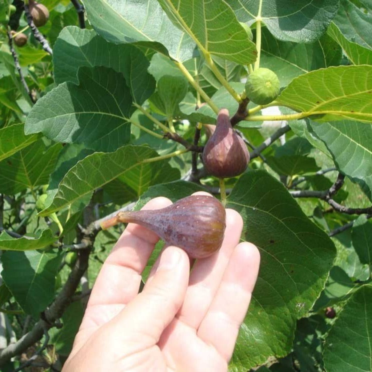 Brown Turkey Fig Tree — Plantingtree 2593