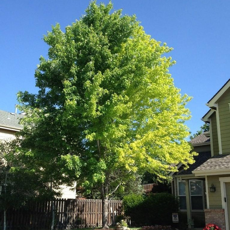 autumn blaze maple