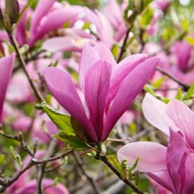 pink magnolia flower tree