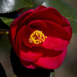 Greensboro Red Camellia - PlantingTree