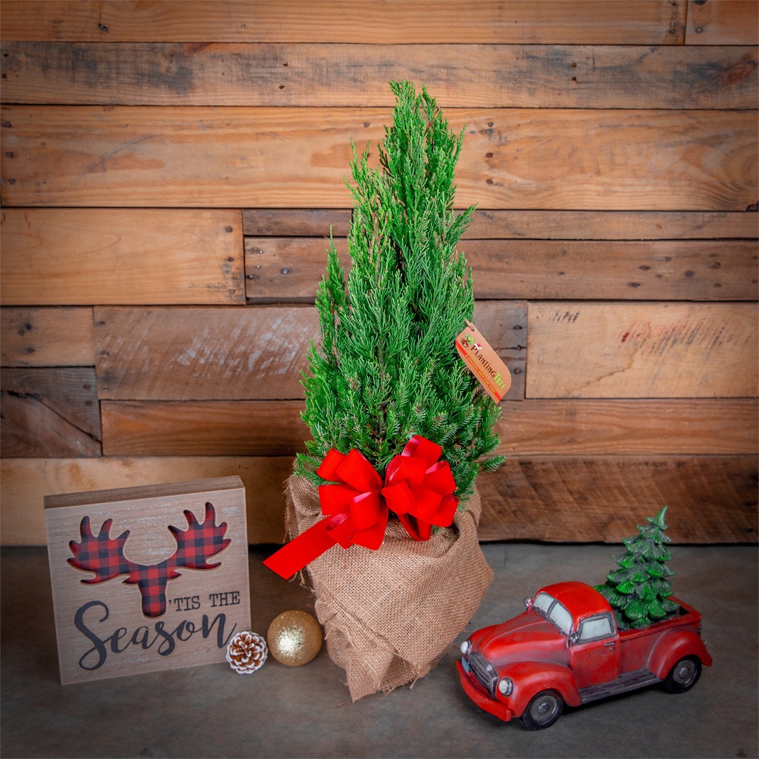 Miniature Christmas Tree - Blue Point Juniper