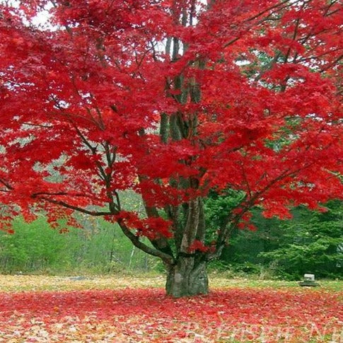 15 foot red maple trees for sale