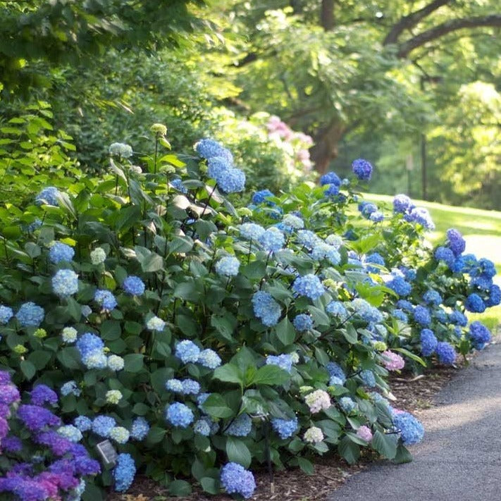 Penny Mac Hydrangea Fun Multi Color Shrub — Plantingtree