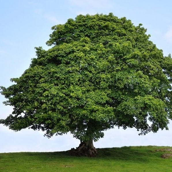 American Sycamore Tree - PlantingTree