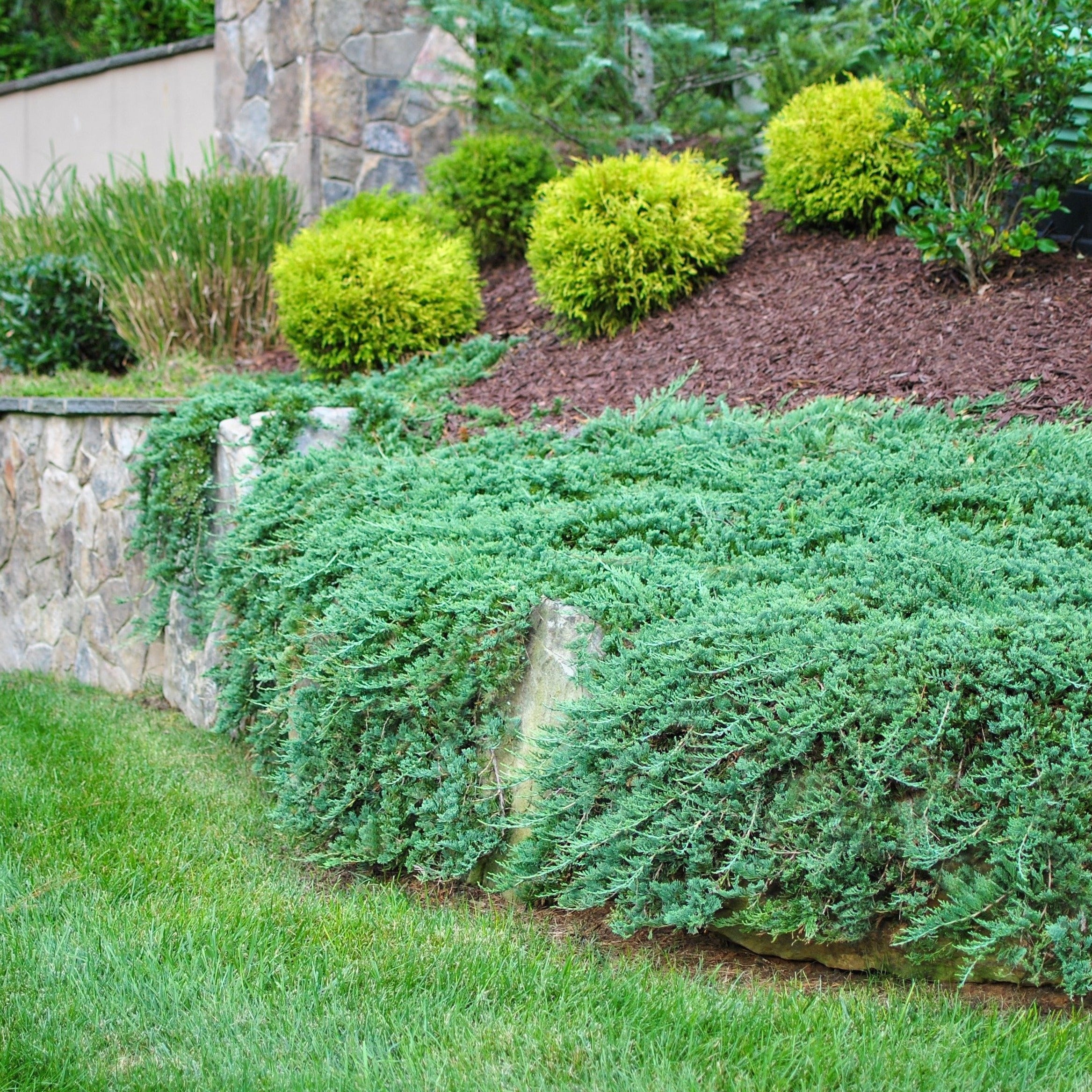 blue rug juniper landscaping