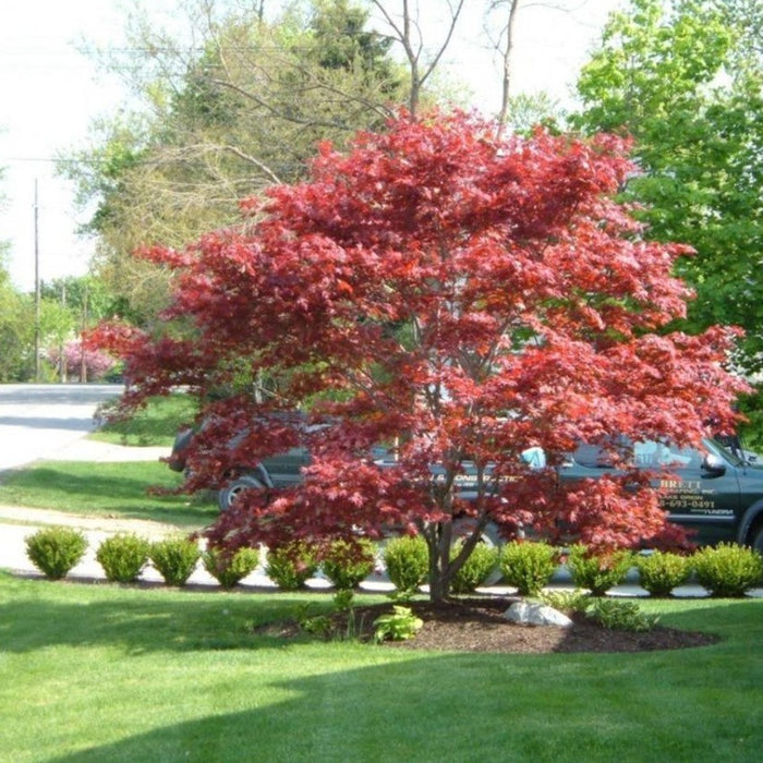 bloodgood japanese maple