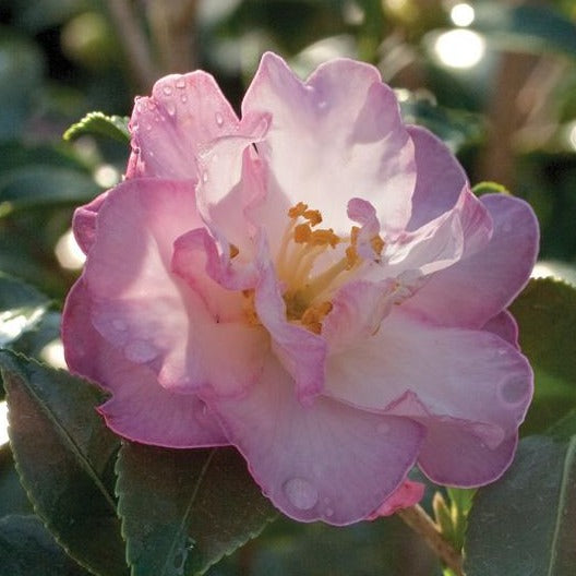 Pink Camellia | October Magic Orchid Camellia - PlantingTree