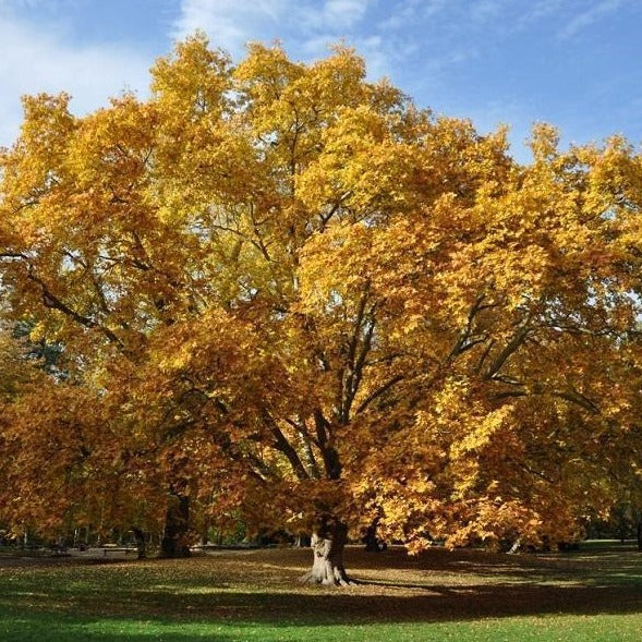 American Sycamore Tree Plantingtree