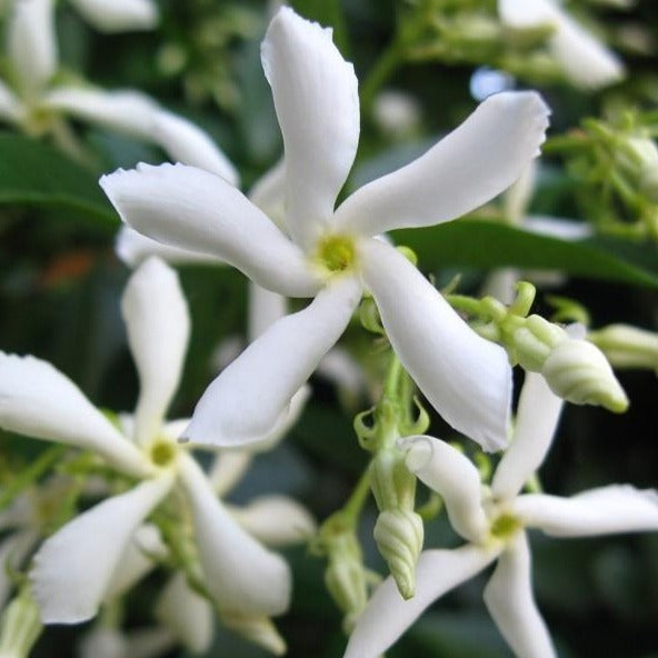 Star Jasmine