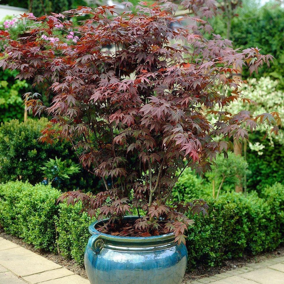 bloodgood japanese maple