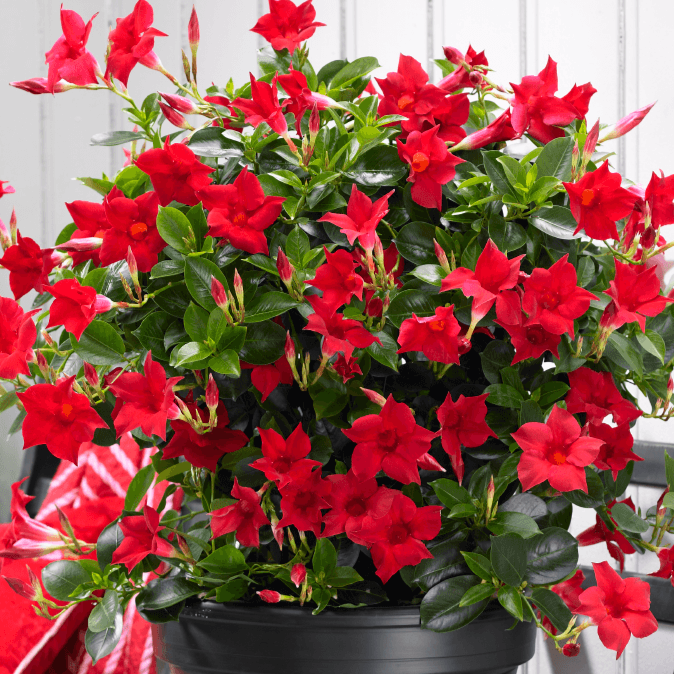 Red Mandevilla Vine | Perfect Red Flowering Vine ...