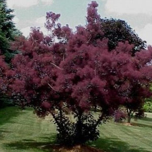 royal purple smoke tree problems