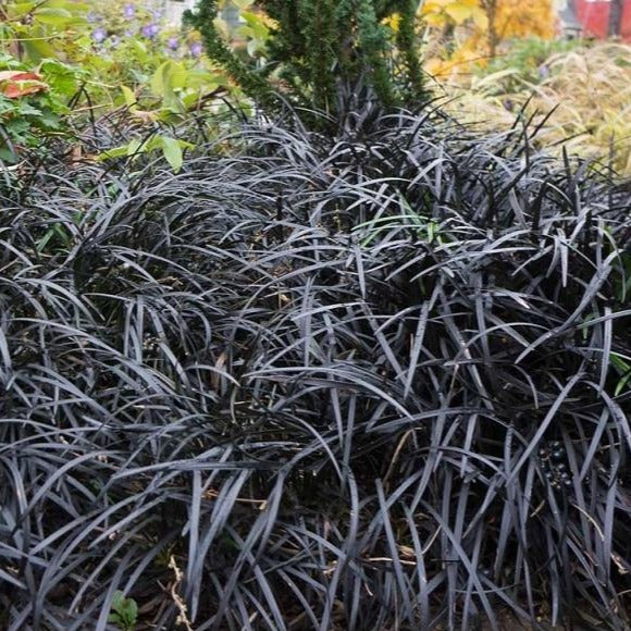 Black Mondo Grass | Dwarf Black Mondo Grass — PlantingTree.com