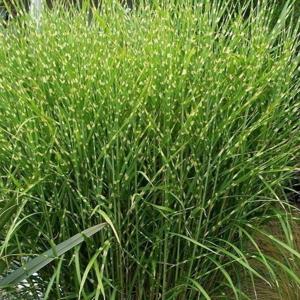Porcupine Miscanthus Maiden Grass — PlantingTree