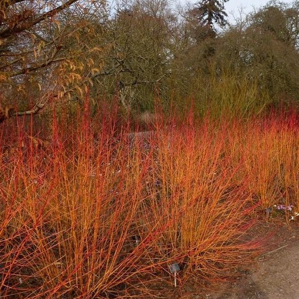 arctic fire red twig dogwood