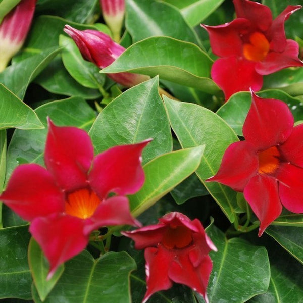 Red Mandevilla Vine | Perfect Red Flowering Vine - PlantingTree