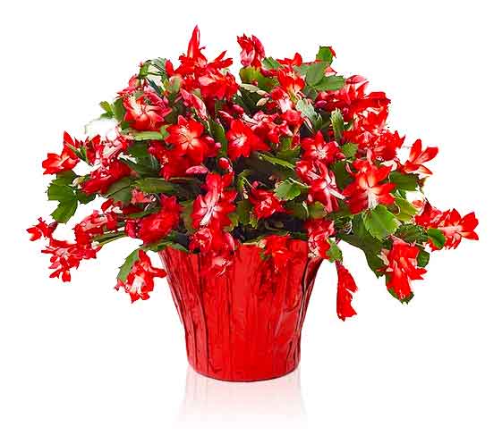 Red Christmas Cactus — PlantingTree.com