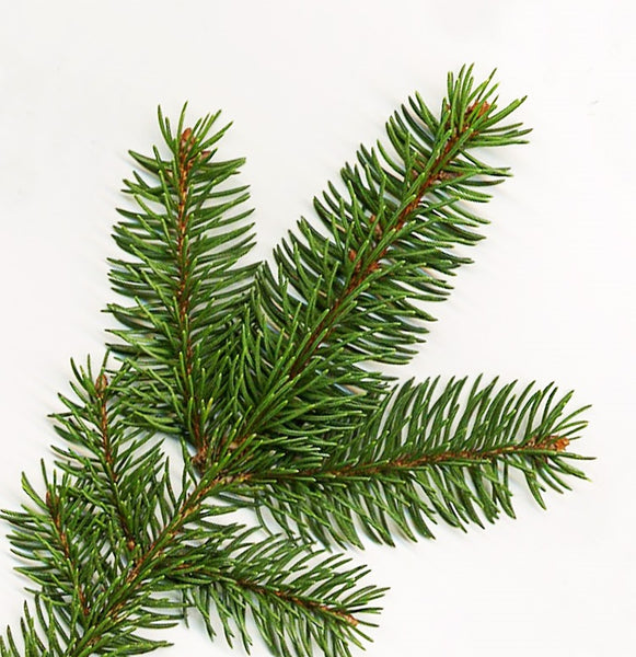 Norway Spruce Norway Spruce Tree Plantingtree