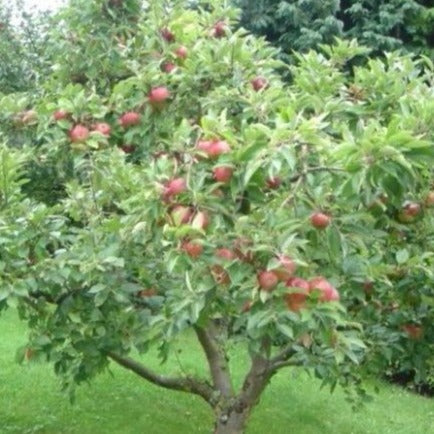 Honeycrisp Apple Tree Grow Organic Apples At Home Plantingtree