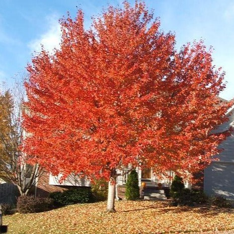 red sunset maple old