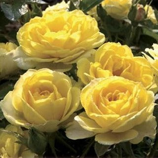 yellow sunblaze minature rose