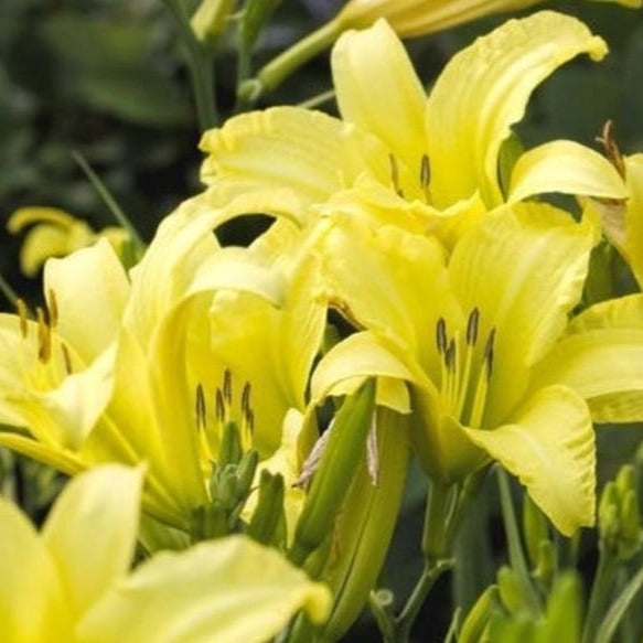 Fragrant Returns Daylily Plantingtree