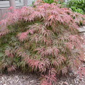 Orangeola Japanese Maple Plantingtree