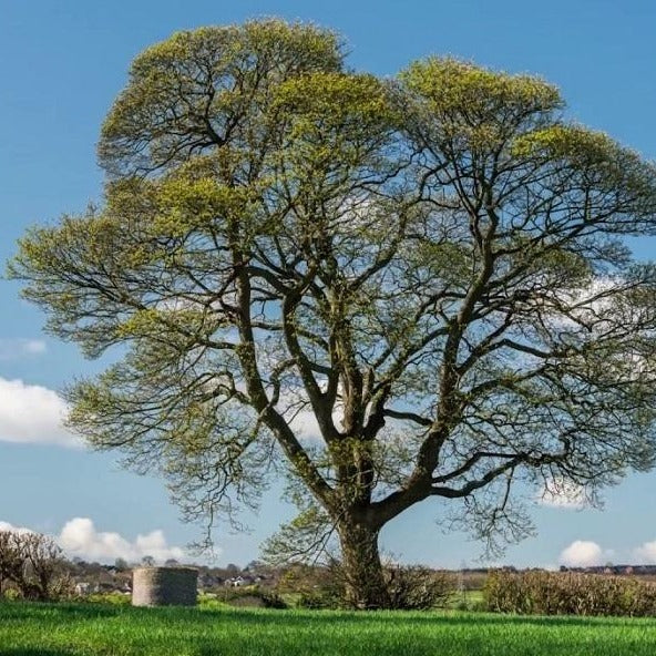 American Sycamore Tree Plantingtree