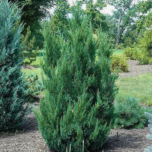 blue point juniper hedge