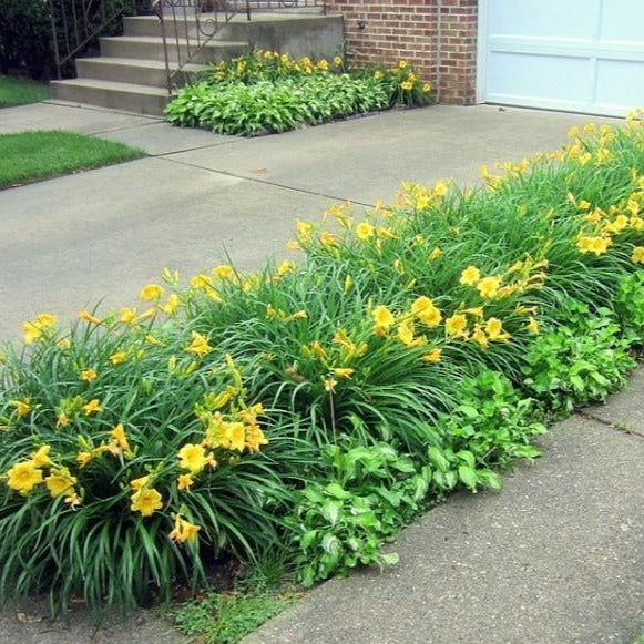 Stella De Oro Daylily Rich Golden Yellow Flowers Plantingtree