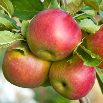 Fuji Apple Tree | Grow Organic Apples At Home - PlantingTree