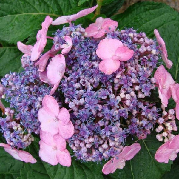 Image of Raspberry Twist Hydrangea