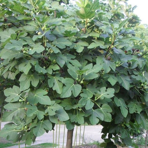Celeste Fig Tree — PlantingTree