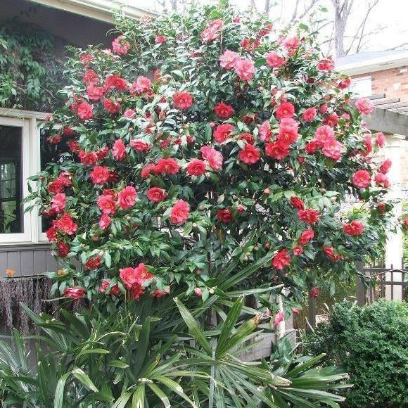 Greensboro Red Camellia — PlantingTree.com