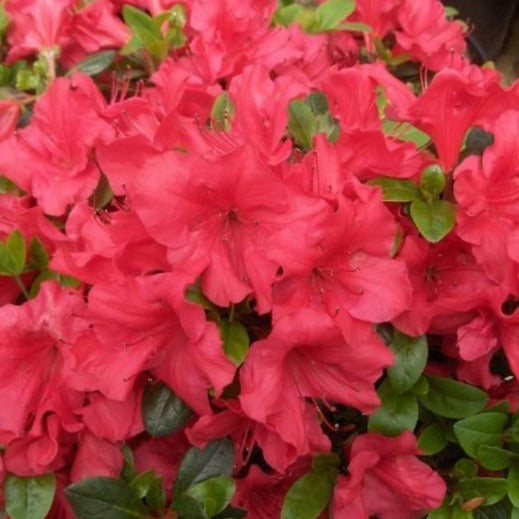 Johanna Azalea | Stunning Red Re-blooming Azalea - PlantingTree