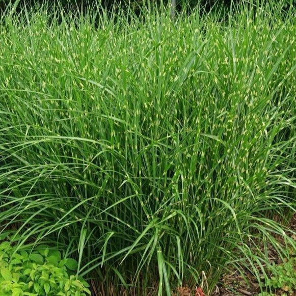Porcupine Miscanthus Maiden Grass — PlantingTree