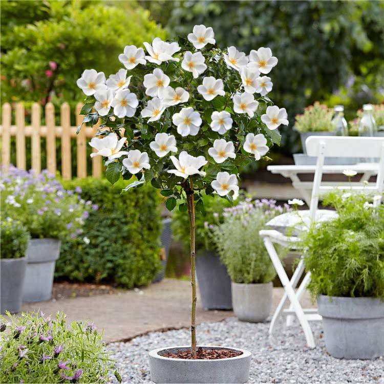 White Knock Out Rose Tree Plantingtree