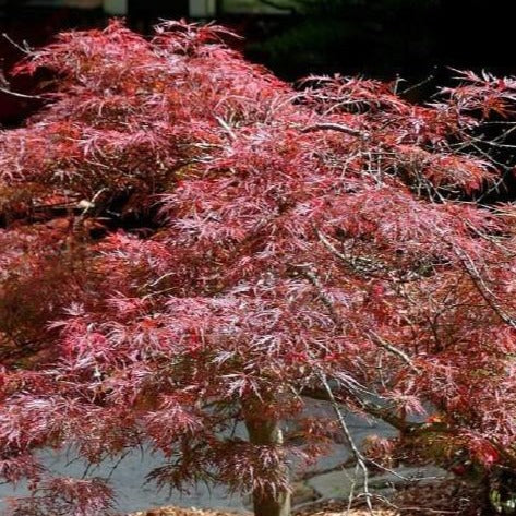 red dragon japanese maple care