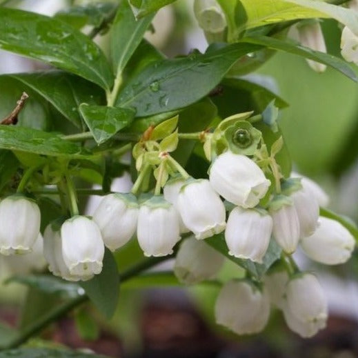 Powder Blue Blueberry | Blueberry Plants for Sale - PlantingTree