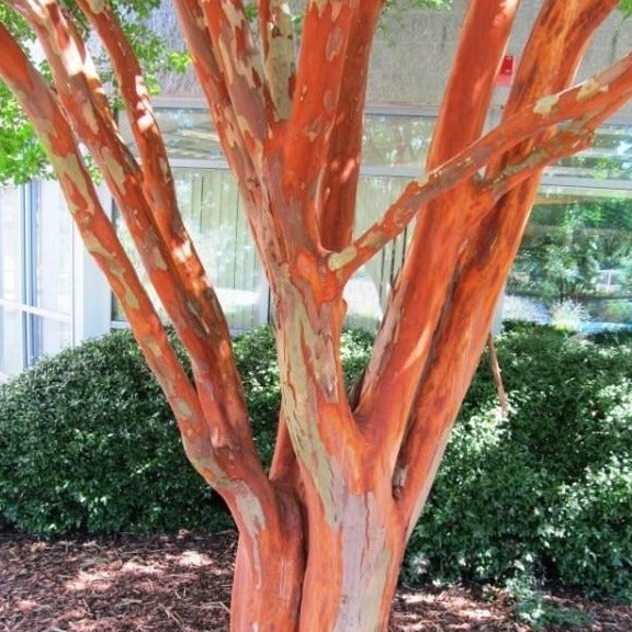 are crape myrtle trees bad for dogs