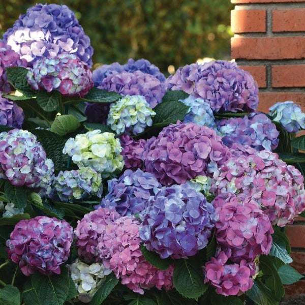 L.A. Dreamin Hydrangea