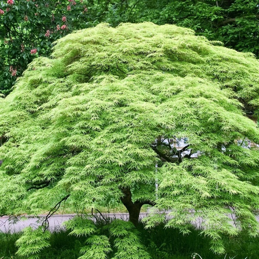 weeping japanese maple tree