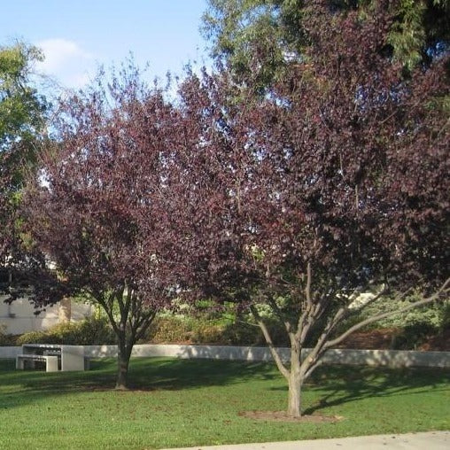 Newport Flowering Plum Tree — PlantingTree