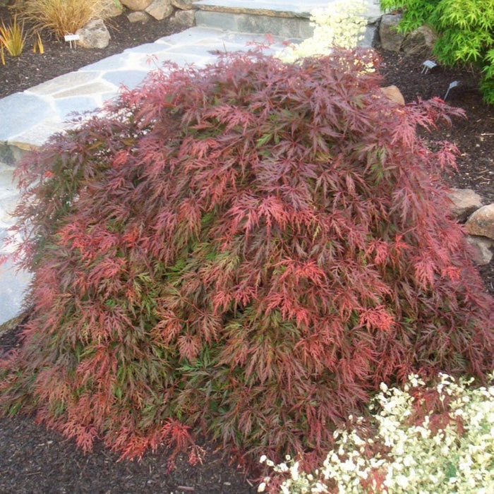 Orangeola Japanese Maple Unique Color Offers A Peaceful Outdoor Space 